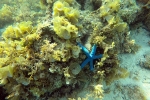 Sea star