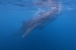 Whale Shark