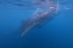 Whale Shark