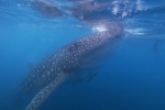 Whale Shark