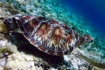 Amazing turtle