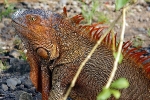 Iguana