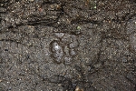 A Tigerfoot