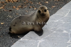 Galapagos Eilanden 2013