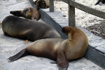 Galapagos Eilanden