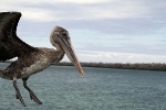 Galapagos Eilanden