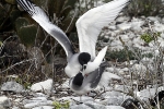 Galapagos Eilanden