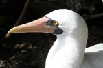 Galapagos Eilanden