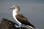 Galapagos Eilanden