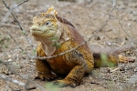 Galapagos Eilanden