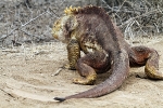 Galapagos Eilanden