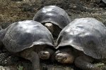 Galapagos Eilanden