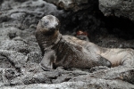 Galapagos Eilanden