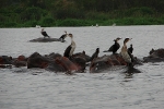 Lake Naivasha