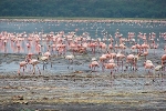 Nakuru NP