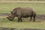 Nakuru NP