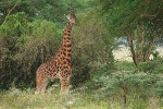 Nakuru NP