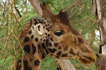 Nakuru NP