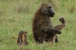 Nakuru NP