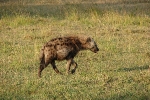 Masai Mara NP