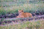 Masai Mara NP