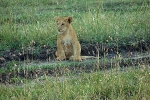 Masai Mara NP