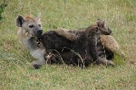 Masai Mara NP