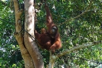 Borneo Oerang Oetangs