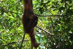 Borneo Oerang Oetangs