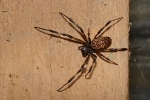 Borneo Spider