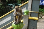 Maleisië Monkey
