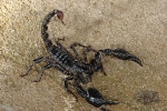 Maleisië Local Scorpion