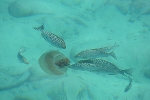 Maleisië Under Water