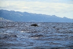 A Whale