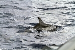 Dolphins