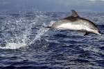 Dolphins