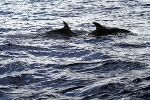 Dolphins