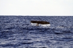 A Whale