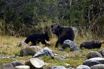 Vancouver Island