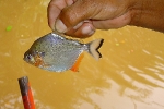 Piranha