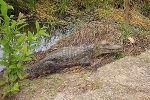 Crocodille