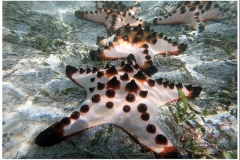 Starfish Island